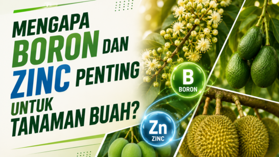 Kenapa Pohon Sudah Besar Tapi Tidak Mau Berbuah?