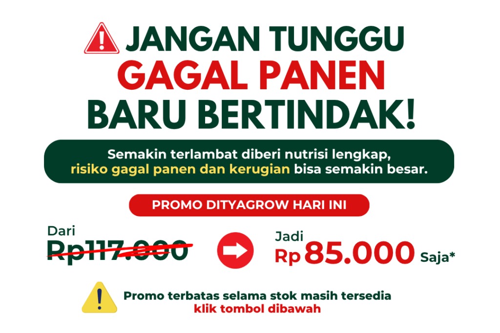 promo dityagrow
