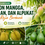 Cara Merangsang Pohon Mangga, Durian, dan Alpukat Agar Rajin Berbuah