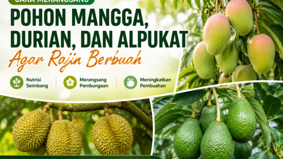 Cara Merangsang Pohon Mangga, Durian, dan Alpukat Agar Rajin Berbuah