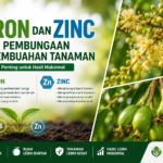 Peran Boron dan Zinc untuk Pembungaan dan Pembuahan Tanaman