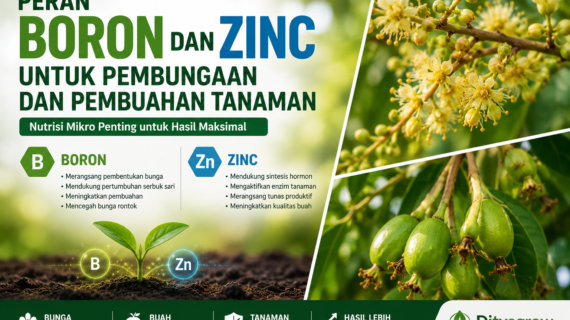 Peran Boron dan Zinc untuk Pembungaan dan Pembuahan Tanaman